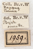 CollectionObject 1532260; NMW 1959, 529f461c-ba2f-40f8-98f0-87505d154a72: labels (syntype of Phrixa sima). (CollectionObject).