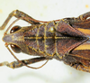 CollectionObject 1498817; d9801811-edea-4dbe-8727-8ee644bd931e: female, head and pronotum, dorsal view. (CollectionObject).