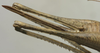 CollectionObject 1535197; 2e25c506-521d-4fc0-b461-bbe7b2a2751a: female ovipositor (syntype). (CollectionObject).