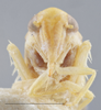 Head: !! display not done !! on Empoa (Empoa) vestita (McAtee, 1926): Head/Face. (Observation).