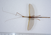 CollectionObject 1561958; 7eeabab2-6d31-432d-b63a-f6d6b8076580: copyright ZMUH, Hamburg. male of synonym Sipyloidea filiformis (paralectotype). (CollectionObject).;CollectionObject 1561959; 1b4b0ab5-5da9-49e1-8b00-d1c62e34a828: copyright ZMUH, Hamburg. male of synonym Sipyloidea filiformis (paralectotype). (CollectionObject).