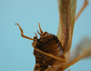 male, apex of the abdomen lateral view (paratype). Depicts CollectionObject 1542964; 4e4fa632-af3b-4571-a10d-14865a285f0d, a CollectionObject.