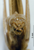 CollectionObject 1531456; f96a3069-94ec-4cab-acd9-f928f206747e: male cerci (syntype). (CollectionObject).