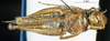CollectionObject 1581407; 9cb301ac-8322-41c1-ad3c-2c54b4e2e40f: female, ventral view (paratype of Dnopherula plagiata). (CollectionObject).
