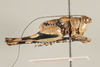 CollectionObject 1499305; a42378cc-27b3-4cfe-9836-04226b3f27ad: Male, lateral view, right (holotype). (CollectionObject).