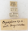 CollectionObject 1576551; 58b2ad51-08f4-4b40-b351-d67ec76056cd: labels (paralectotype). (CollectionObject).