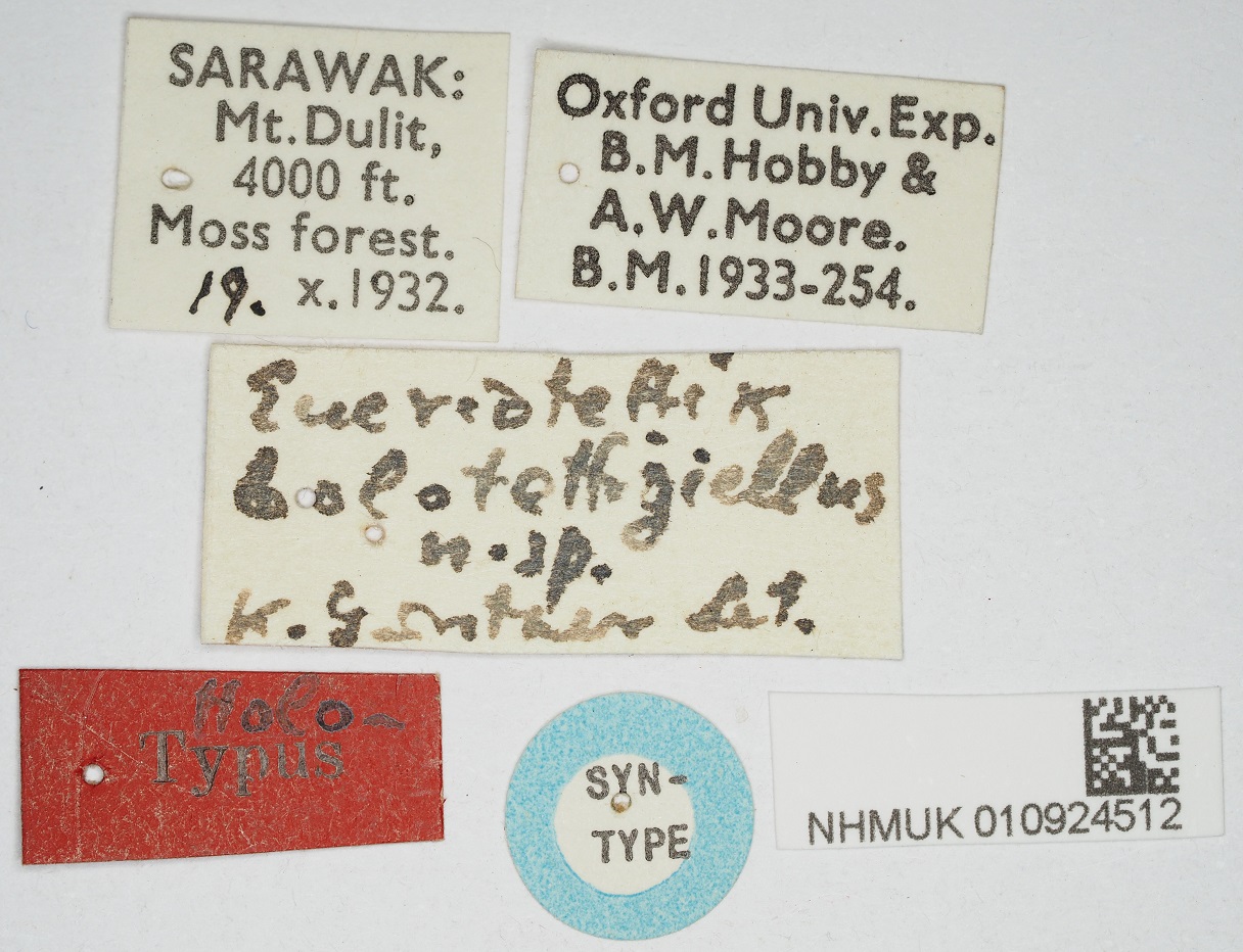 Orthoptera Species File - Eucriotettix bolotettigiellus Günther, 1938