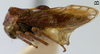 Habitus, lateral view: !! display not done !! on Pieltainellus boneti Peláez, 1970: (Observation).