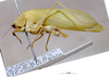 CollectionObject 1503397; MBBJ 3226069, 843e05cb-305b-433a-83be-16061b8fee62: male, lateral view. (CollectionObject).