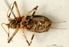 CollectionObject 1575838; 6a67d778-f213-474f-8876-dd8217b6007e: male, ventral view. (CollectionObject).
