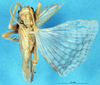 CollectionObject 1507194; 1343d201-f48f-4fa8-ab67-a42e4a0467a0: female, dorsal view. (CollectionObject).