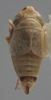 Habitus, dorsal view on Athysanella (Amphipyga) triodana Ball & Beamer, 1940: Dorsal - Male. (Observation).