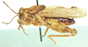 Batrachornis peringueyi Saussure, 1888: male, lateral view. (Otu).
