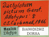 CollectionObject 1564557; 34f5a35f-5da4-4928-9674-3c1f6f1e6720: labels (syntype of Dactylotum pictum). (CollectionObject).