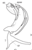 Aedeagus, lateral view on Cordela rubra Gnezdilov, 2019: (Observation).