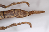 CollectionObject 1574012; 1d7906f7-cbcb-4906-8954-9eca935a67bf: copyright ZMHB, Berlin. female: end of abdomen, lateral view of synonym Nesiophasma eremothocus (holotype). (CollectionObject).