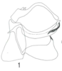 Aedeagus, lateral view on Dascalia contorta Melichar, 1902 now Dascalia sinuatipennis (Stål, 1859): (Observation).