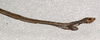 CollectionObject 1559631; NMW 432, 56c78280-7993-4434-838b-67a3685e8b43: copyright NMW, Vienna. male: end of abdomen, lateral view (holotype). (CollectionObject).