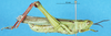 CollectionObject 1543104; 481247d3-8c38-4a21-9bfa-8c891cdc0de3: male, lateral view. (CollectionObject).