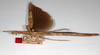 CollectionObject 1558810; 41431977-b50d-4ad8-96d6-f0cbb1fd52a6: copyright MNHU, Berlin. female, lateral view (paralectotype). (CollectionObject).