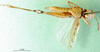 CollectionObject 1578415; df96b08d-2af7-4a9f-b839-c63cf2ccee5c: male, ventral view (paratype). (CollectionObject).