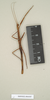 CollectionObject 1557327; NHMUK(SF IMPORT DUPLICATE) 844507, 87f992f0-c1c8-4816-b12c-207abc7c06a6: copyright Natural History Museum, London. synonym Dyme depressa female (syntype). (CollectionObject).