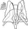 Subgenital plate, ventral view on Athysanella magadana Emeljanov, 1988: Subgenital plate. (Observation).