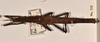 CollectionObject 1558452; a237584d-116d-4fb6-96cd-ae54ce1c2027: copyright OUMNH. female, dorsal view of Dimorphodes mancus (syntype). (CollectionObject).;CollectionObject 1558453; ea906b12-686a-41bd-bb38-664c85261f31: copyright OUMNH. female, dorsal view of Dimorphodes mancus (syntype). (CollectionObject).