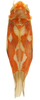 Habitus, dorsal view: Habitus (holotype, OSU collection). (Observation).