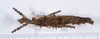 CollectionObject 1556946; 5751e413-6aab-414d-8c72-f3d4e9de5aef: copyright ANSP. female, dorsal view (holotype). (CollectionObject).