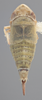 Habitus, dorsal view on Athysanella (Gladionura) lunata Ball & Beamer, 1940: Dorsal - Female. (Observation).