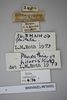 CollectionObject 1573022; d28d8641-21e6-4910-a842-c0d00e40e1ba: Copyright NHM, London. Male: data labels, non-type. (CollectionObject).