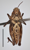 CollectionObject 1477285; ee7bf9ad-e32f-4572-9b4e-8ad17a748630, MZLU178126: female (dorsal view), syntype (scale bar 5 mm). (CollectionObject).