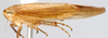 Habitus, lateral view: !! display not done !! on Neomesus obtusiceps (Berg, 1884): Neomesus obtusiceps, lateral habitus (INHS). (Observation).