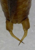 CollectionObject 1499560; b51be81a-1a1d-4185-8000-15fd6b12eaa1: male cerci, dorsal view (paratype). (CollectionObject).