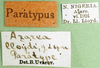 CollectionObject 1502258; 43d0cc7a-6081-4b09-884c-7f2484bba6dc: male, label, paratype. (CollectionObject).