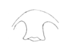 Ceuthophilus (Hemiudeopsylla) latipes Scudder, 1894: Fig. 375. Outline of epiproct and suranale (male). (Otu).