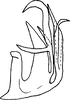 Aedeagus, lateral view on Amazygina decaspina Dietrich & Dmitriev, 2006: Aedeagus (A. compressa Dietrich & Dmitriev), lateral view. (Observation).