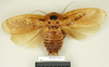 CollectionObject 1572858; c4f50040-77d0-4cdd-9aff-5742bfaa3db8: Copyright Natural History Museum, London. Non-type (adult male) in BM(NH). Dorsal view. (CollectionObject).