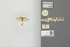 Other on Cyarda difformis Walker, 1858: (Observation).