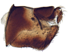 Pygofer, lateral view on Anoterostemma ivanoffi (Lethierry, 1876): Anoterostemma ivanhoffi, pygofer, laterally (INHS). (Observation).