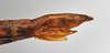 CollectionObject 1559851; a19eb260-1d37-40ef-b547-e1b1d39f104b: copyright NTUC. female: end of abdomen, lateral view (syntype). (CollectionObject).;CollectionObject 1559852; 4f342293-8e32-43c8-aabd-67b5d43b4610: copyright NTUC. female: end of abdomen, lateral view (syntype). (CollectionObject).;CollectionObject 1559853; 0624c8e5-f118-4578-a4ab-ef2df37cb695: copyright NTUC. female: end of abdomen, lateral view (syntype). (CollectionObject).
