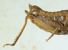 CollectionObject 1498696; ec7d2af6-3299-40ae-85ba-88e5a1f50736: female abdomen tip, lateral view. (CollectionObject).