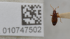 CollectionObject 1594941; 59e8c57c-9d46-4c57-b403-8888ae665b7b: Rhaptus uhleri. Lectotype- dorsal habitus. (BMNH) - (CC BY-NC 4.0) Photo by Stuart Cole, reproduced with permission from the Natural History Museum, London, UK. (CollectionObject).