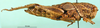 female, lateral view (holotype). Depicts CollectionObject 1501410; 79da890b-58f0-4e9e-97aa-f5579a8c3a77, a CollectionObject.