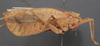 CollectionObject 1505746; 9f68e04d-51bb-487f-94c0-1a7ca2385d50: female, lateral view (holotype). (CollectionObject).