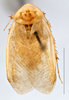 Arenivaga erratica (Rehn, 1903): Photo by Heidi Hopkins. Adult male, dorsal habitus. (Otu).
