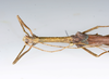 CollectionObject 1590188; USNM(SF IMPORT DUPLICATE) RD-092, 4b3240f7-bc23-46d4-b81f-563ef8117ee2: copyright USNM, Washington. male head & thorax, dorsal view (holotype). (CollectionObject).