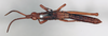 CollectionObject 1540562; 7596415d-d2f8-42b9-a939-494782c41d66: male, dorsal view (lectotype). (CollectionObject).
