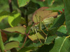 CollectionObject 1584991; b65ff475-6305-4d75-a6f8-7eb2730e9123: male. (CollectionObject).